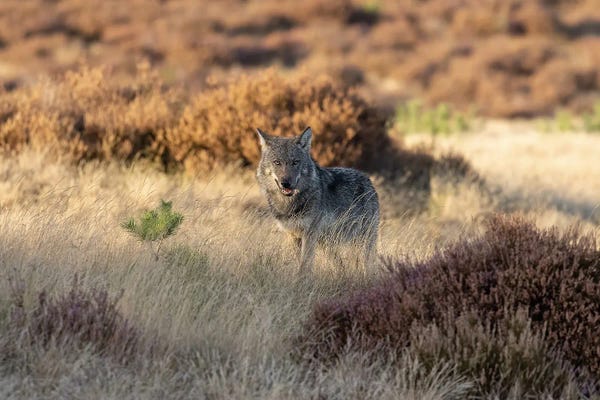 Wolves: Wild Wolf In The Netherlands by Patrick van Bakkum