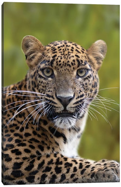 Leopard - I See You Canvas Art Print - Patrick van Bakkum