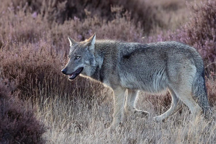 Wolf In Purple by Patrick van Bakkum wall art