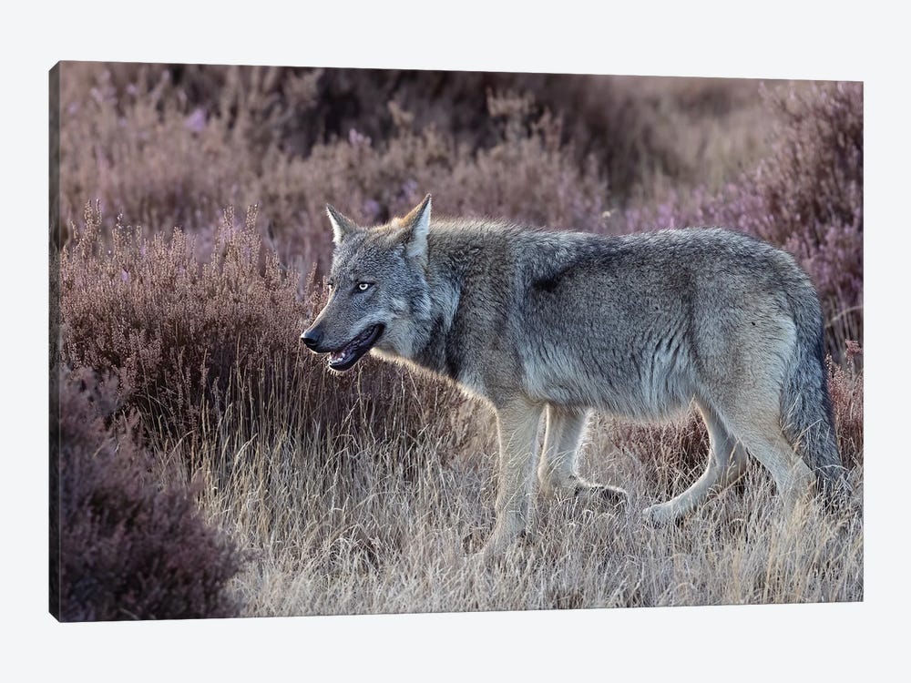 Wolf In Purple by Patrick van Bakkum 1-piece Canvas Art Print