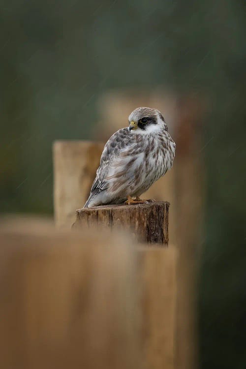 Red-Footed Falcon In The Rain by Patrick van Bakkum wall art