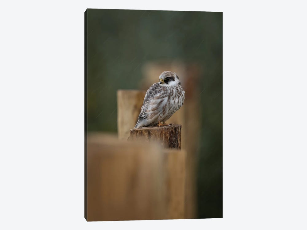 Red-Footed Falcon In The Rain by Patrick van Bakkum 1-piece Canvas Wall Art