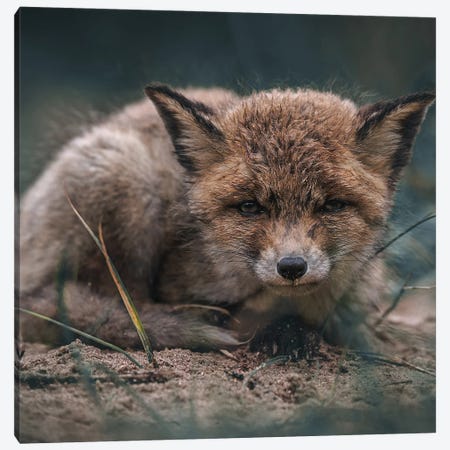 Fox Cub After The Rain Canvas Print #PBK163} by Patrick van Bakkum Canvas Wall Art