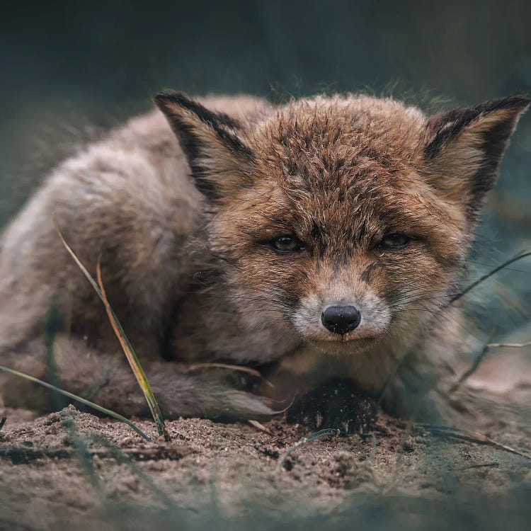 Fox Cub After The Rain