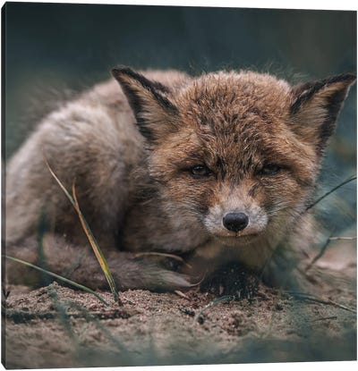 Fox Cub After The Rain Canvas Art Print - Patrick van Bakkum