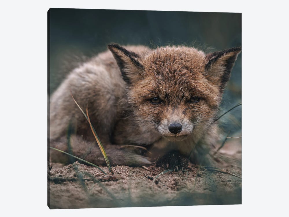 Fox Cub After The Rain by Patrick van Bakkum 1-piece Canvas Art Print