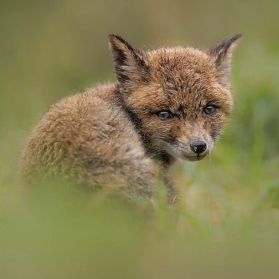 After The Rain by Patrick van Bakkum acrylic art print