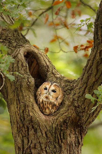 Patrick van Bakkum: Autumn Tawny Owl by Patrick van Bakkum