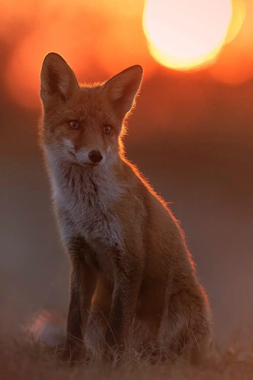 Sunset Fox by Patrick van Bakkum wall art