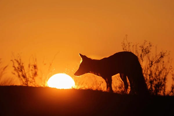 Golden Hour Animals: Sunset Fox Almost Touching The Sun by Patrick van Bakkum