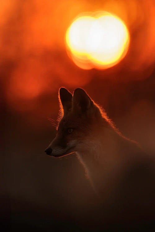 Sunset Fox With Deep Red Colors