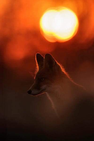 Foxes: Sunset Fox With Deep Red Colors by Patrick van Bakkum