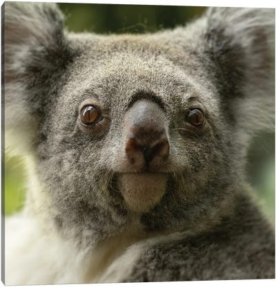 Koala - Close Up Canvas Art Print - Patrick van Bakkum