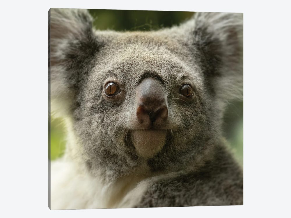 Koala - Close Up by Patrick van Bakkum 1-piece Canvas Wall Art