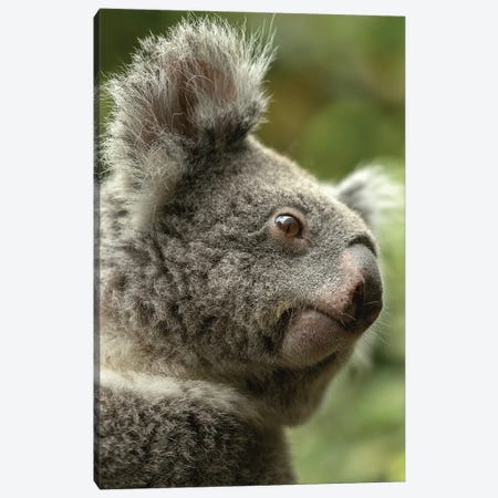 Koala - What Do I See Canvas Print #PBK17} by Patrick van Bakkum Canvas Print