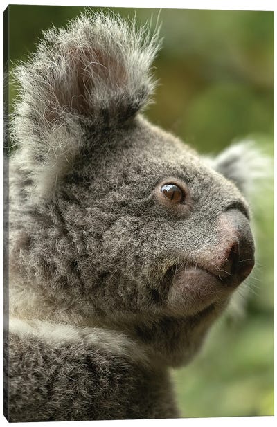 Koala - What Do I See Canvas Art Print - Koala Art