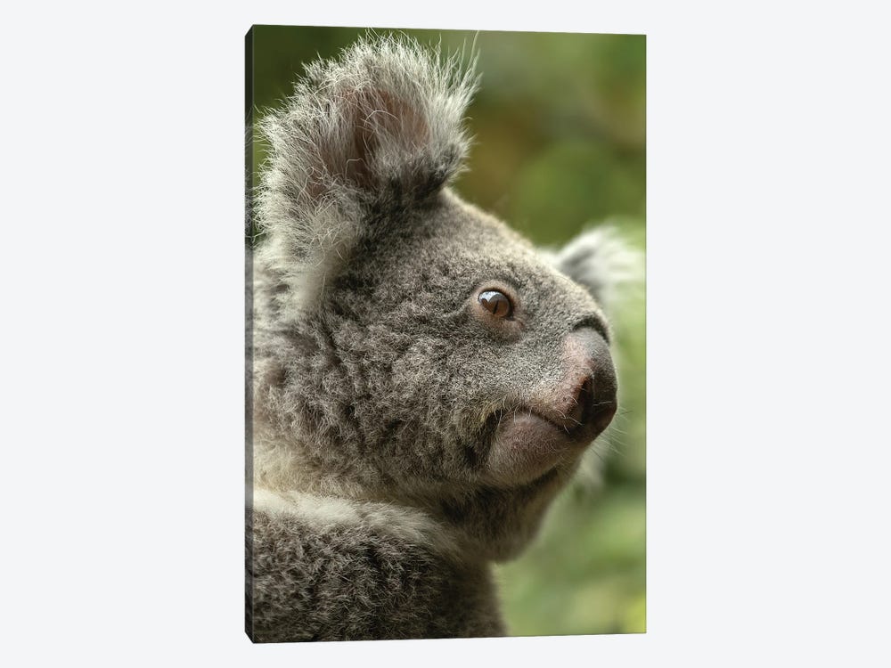 Koala - What Do I See by Patrick van Bakkum 1-piece Canvas Art Print