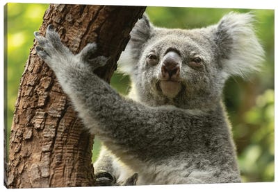 Koala - Just Sitting Here Canvas Art Print - Photogenic Animals