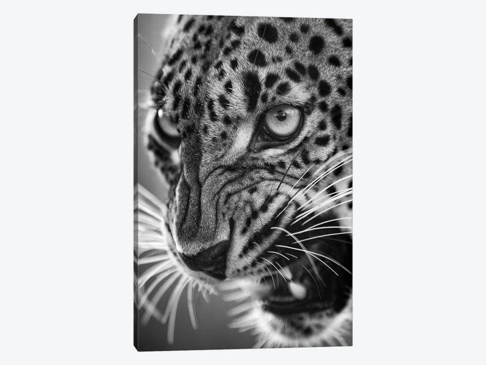 Angry Leopard by Patrick van Bakkum 1-piece Canvas Art Print