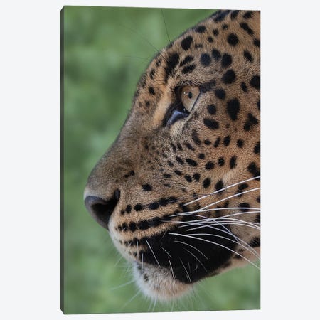 Leopard - Looking Forward Canvas Print #PBK20} by Patrick van Bakkum Canvas Art Print