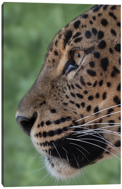 Leopard - Looking Forward Canvas Art Print - Patrick van Bakkum