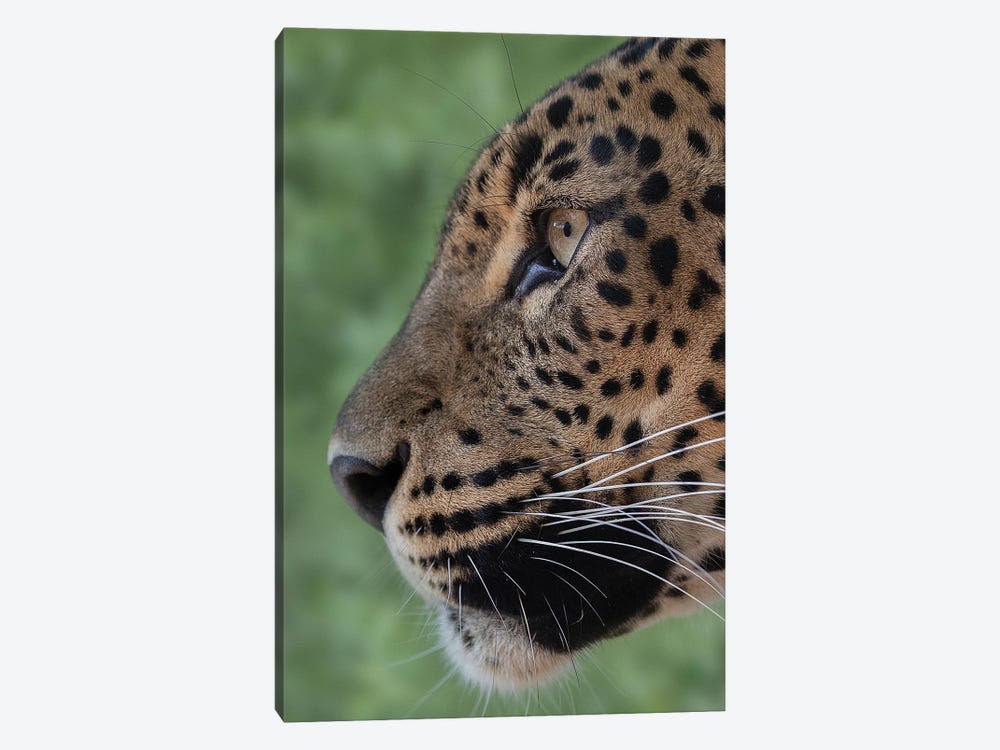 Leopard - Looking Forward by Patrick van Bakkum 1-piece Art Print