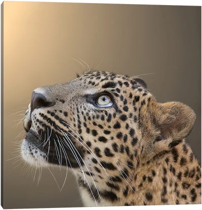 Leopard - What Is Up There Canvas Art Print - Patrick van Bakkum