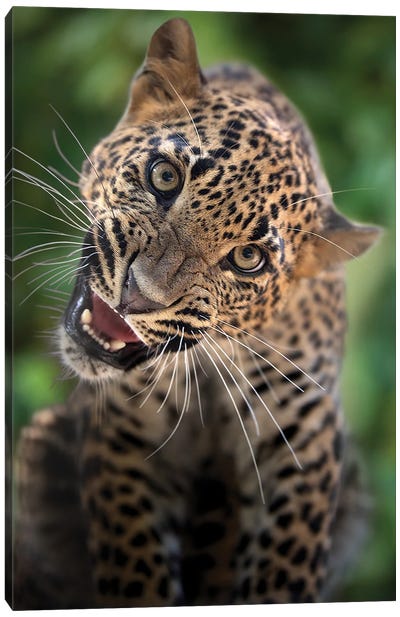 Leopard - Look At The Camera Canvas Art Print - Patrick van Bakkum