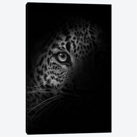 Leopard - In The Shadow Canvas Print #PBK23} by Patrick van Bakkum Canvas Print
