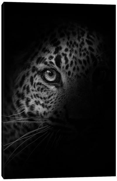Leopard - In The Shadow Canvas Art Print - Patrick van Bakkum