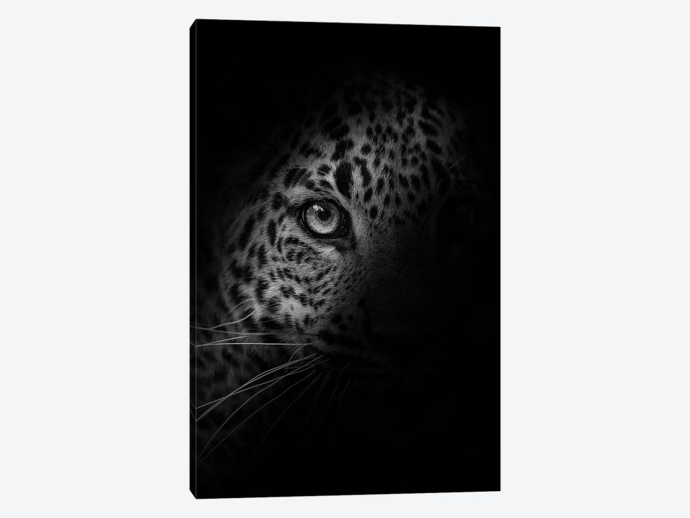 Leopard - In The Shadow by Patrick van Bakkum 1-piece Canvas Wall Art