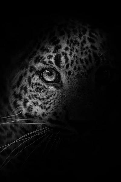 Leopards: Leopard - In The Shadow by Patrick van Bakkum