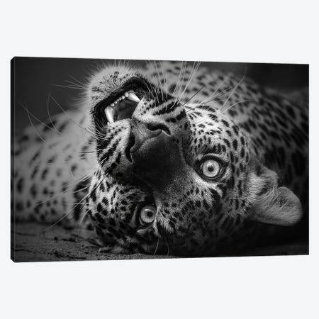 Leopard - Upside Down Canvas Print #PBK24} by Patrick van Bakkum Canvas Wall Art