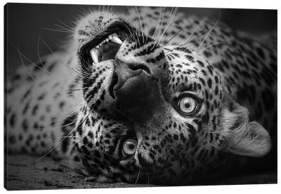 Leopard - Upside Down Canvas Art Print - Patrick van Bakkum