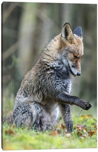 Fox - What Is That Canvas Art Print - Photogenic Animals