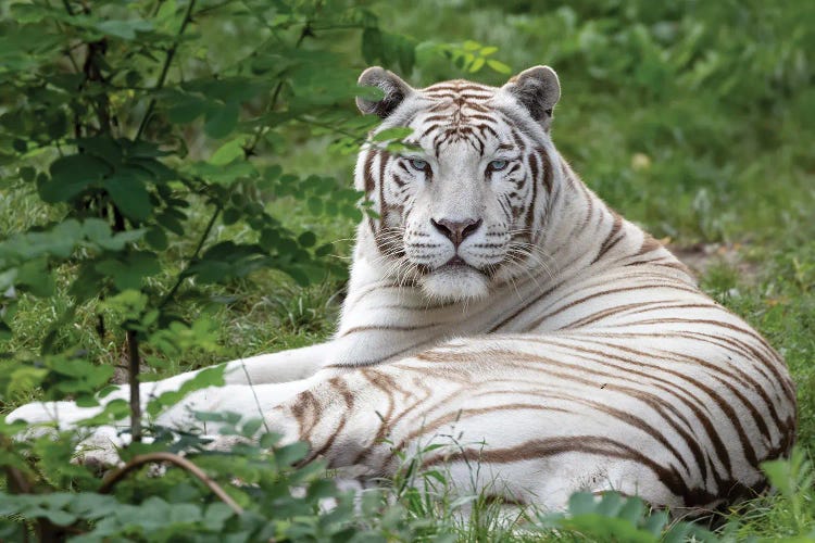 White Tiger I by Patrick van Bakkum wall art