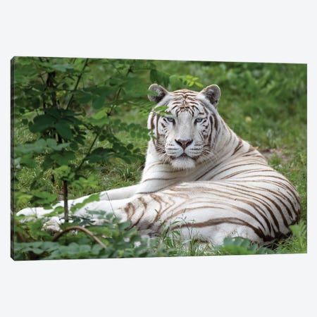 White Tiger I Canvas Print #PBK26} by Patrick van Bakkum Canvas Wall Art