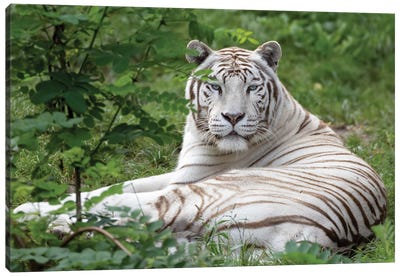 White Tiger I Canvas Art Print - Patrick van Bakkum
