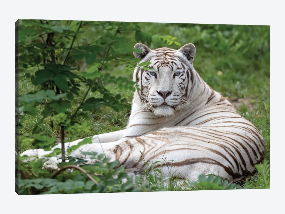 White Tiger I by Patrick van Bakkum 1-piece Canvas Print