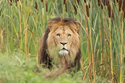 Lion - Looking For You by Patrick van Bakkum gallery poster