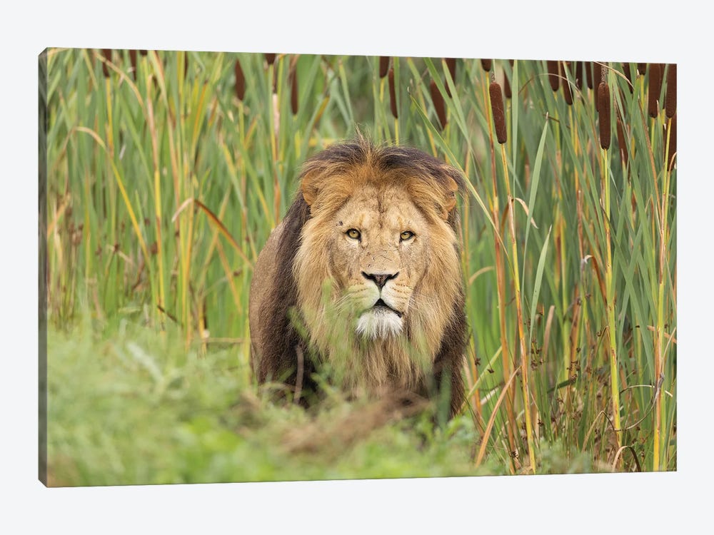Lion - Looking For You by Patrick van Bakkum 1-piece Canvas Wall Art