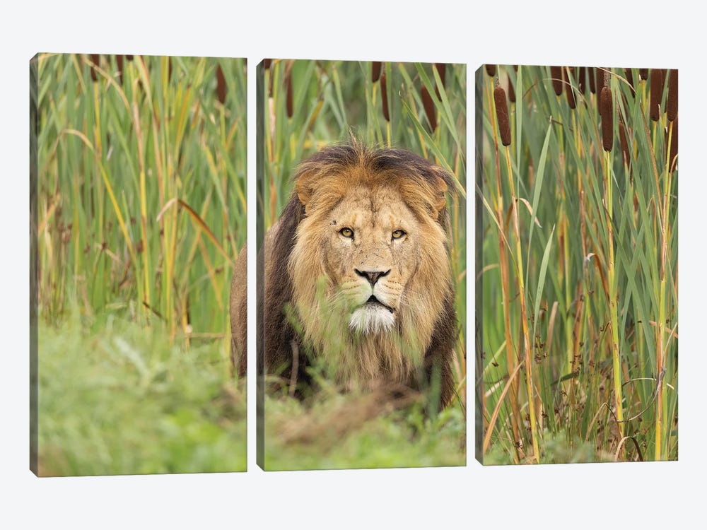 Lion - Looking For You by Patrick van Bakkum 3-piece Canvas Art
