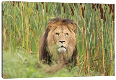 Lion - Looking For You Canvas Art Print - Celery