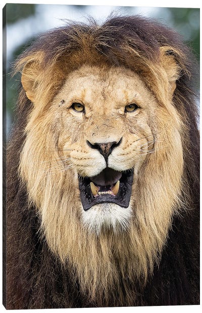 Lion - Funny Face Canvas Art Print - Patrick van Bakkum
