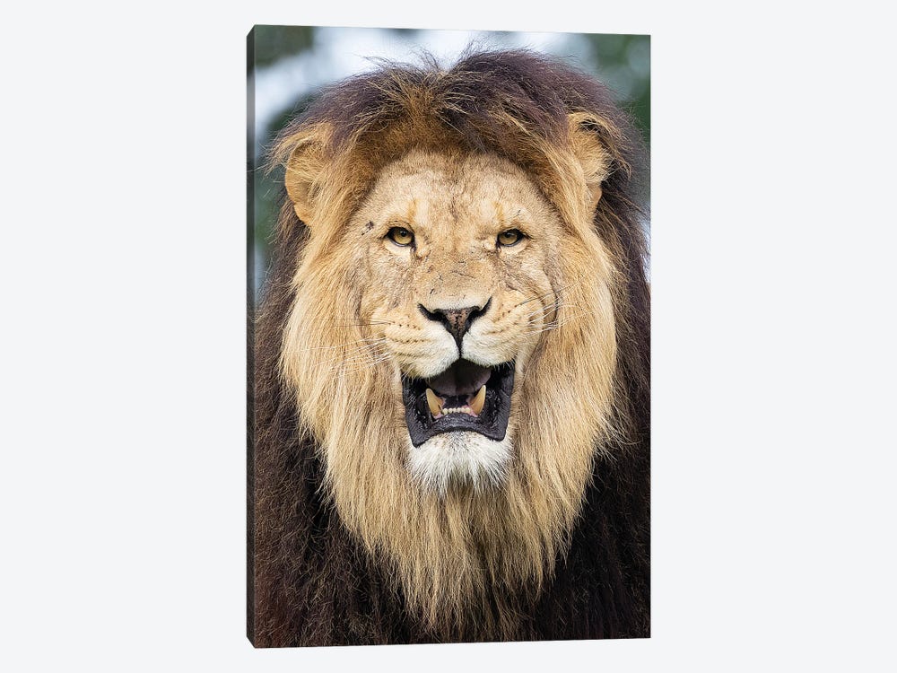 Lion - Funny Face by Patrick van Bakkum 1-piece Canvas Art Print