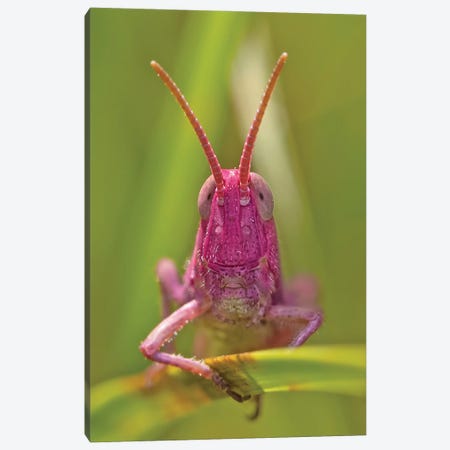 Pink Grasshopper Canvas Print #PBK29} by Patrick van Bakkum Art Print