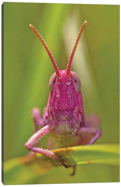Pink Grasshopper Canvas Art Print - Grasshoppers