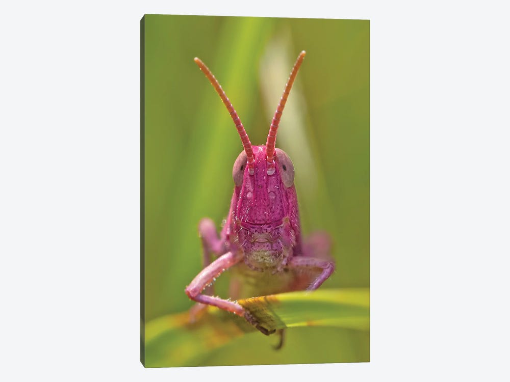 Pink Grasshopper by Patrick van Bakkum 1-piece Canvas Art