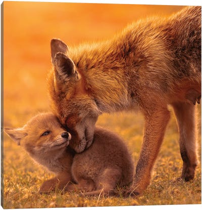 Mothers Love During Sunset Canvas Art Print - Wolf Art