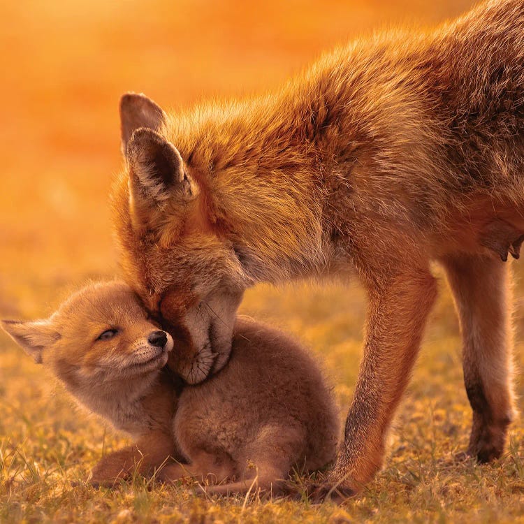 Mothers Love During Sunset by Patrick van Bakkum wall art